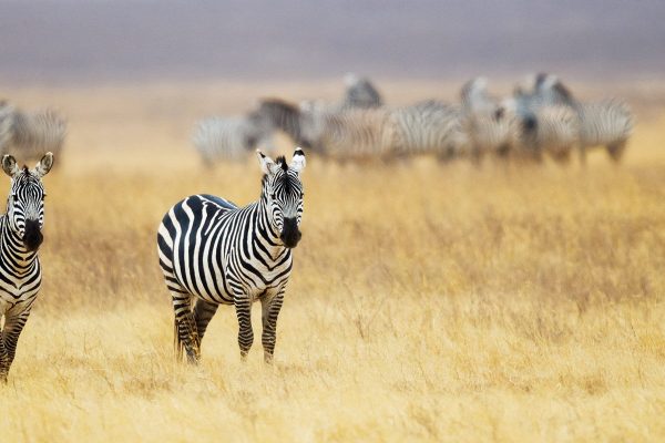 WatchingZebra WatchingZebra