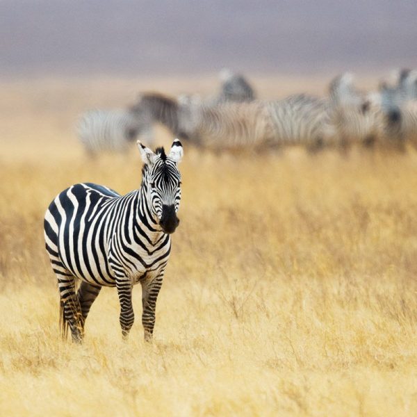 WatchingZebra