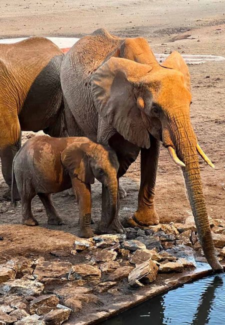 amin-kenya-elephants amin-kenya-elephants