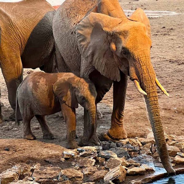 amin-kenya-elephants amin-kenya-elephants