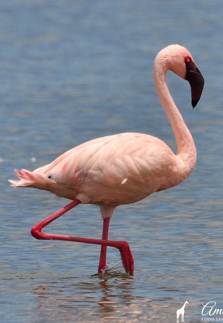 bird-watching-safari-kenia-rift-valley-amin-tours bird-watching-safari-kenia-rift-valley-amin-tours