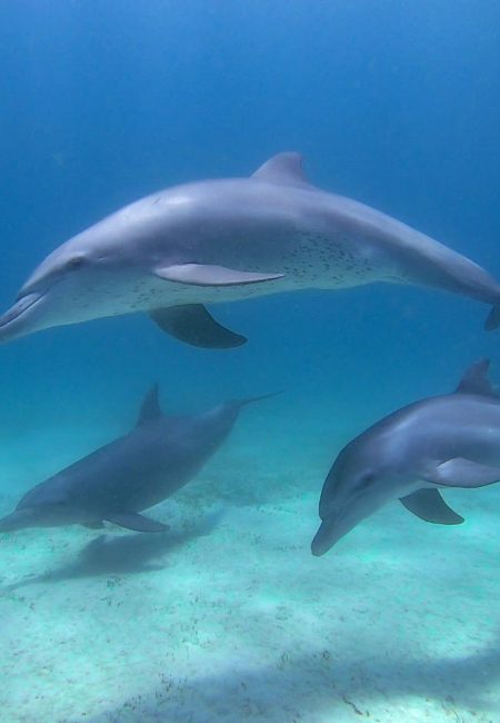 dolphin-kisi dolphin-kisi