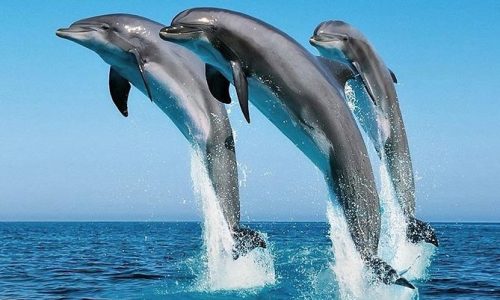 dolphin dolphin