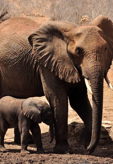 elephant-safari-amin-kenya-tours-africa elephant-safari-amin-kenya-tours-africa
