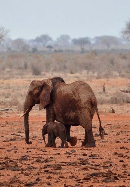 elephant-tsavo-tours elephant-tsavo-tours