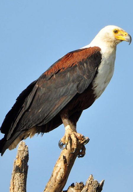 fish-eagle-bird-watching-amin-safaris-tours fish-eagle-bird-watching-amin-safaris-tours