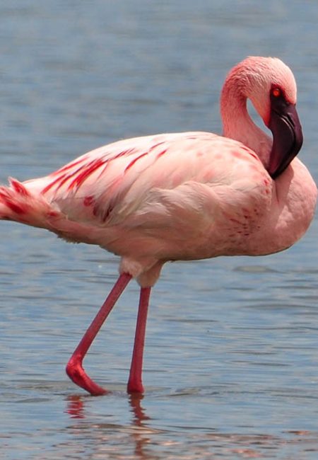 flamingo-bird-watching-safari-kenia-magical-amin-tours flamingo-bird-watching-safari-kenia-magical-amin-tours