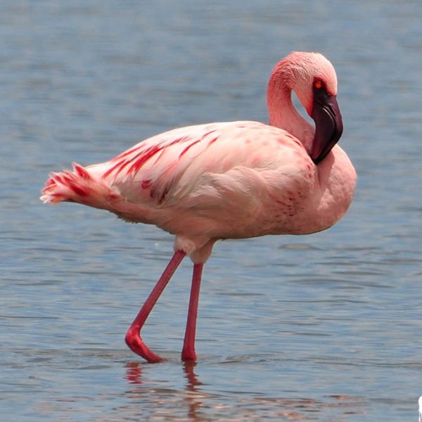 flamingo-bird-watching-safari-kenia-magical-amin-tours