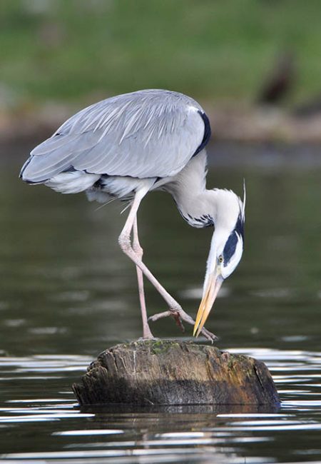 grey-heron-bird-watching-safari-tour-amin-kenia grey-heron-bird-watching-safari-tour-amin-kenia