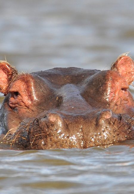 hippopotamus-lake-naivasha-kenya-amin-safaris hippopotamus-lake-naivasha-kenya-amin-safaris