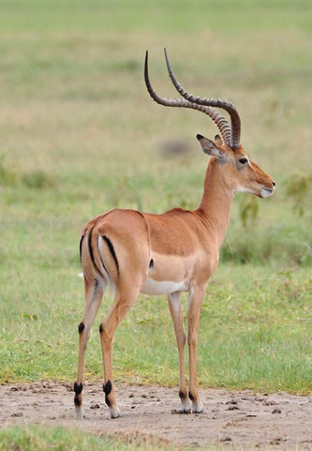 impala-safari-kenia-wild-animals-amin-tours-vacation-africa impala-safari-kenia-wild-animals-amin-tours-vacation-africa