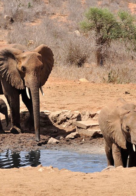 kenya-amin-safaris-elephant-tsavo-west-waterhole kenya-amin-safaris-elephant-tsavo-west-waterhole