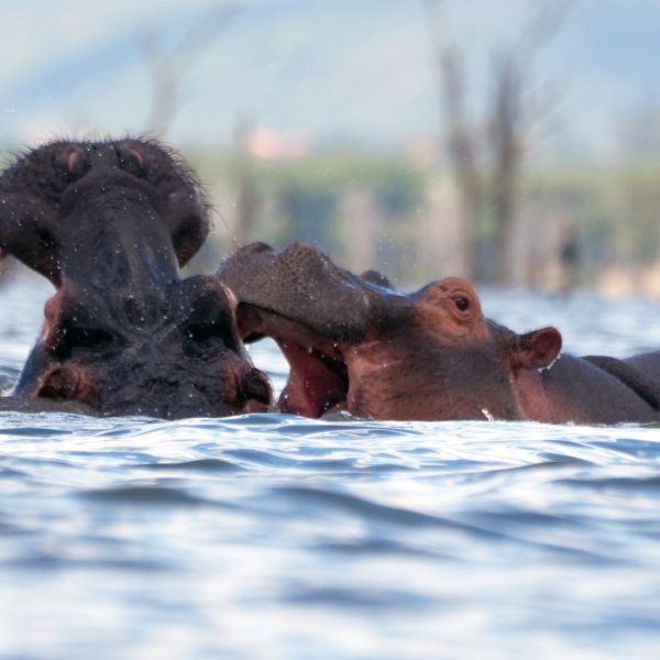 lake-naivasha-hippo