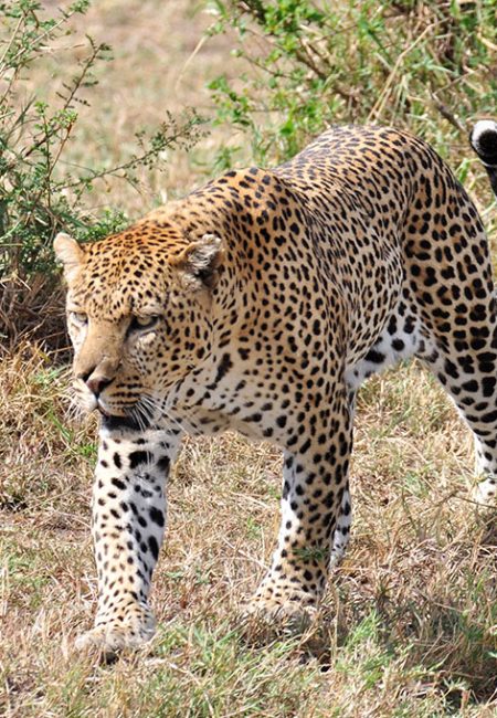 leopard-mara-safari-amin-tours leopard-mara-safari-amin-tours