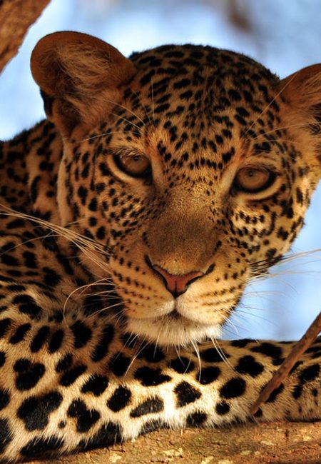 leopard-safari-amin-kenya-big-five leopard-safari-amin-kenya-big-five