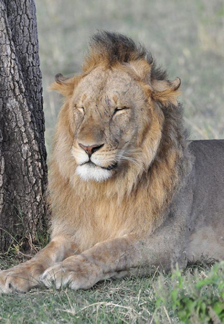 lion-king-of-jungle-amin-kenya-safaris lion-king-of-jungle-amin-kenya-safaris