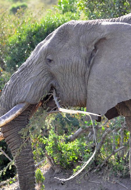magical-kenya-amin-tours-elephant-masai-mara magical-kenya-amin-tours-elephant-masai-mara