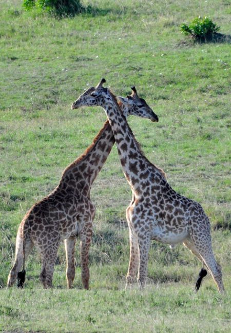 masai-giraffe-amin-kenya-safaris masai-giraffe-amin-kenya-safaris