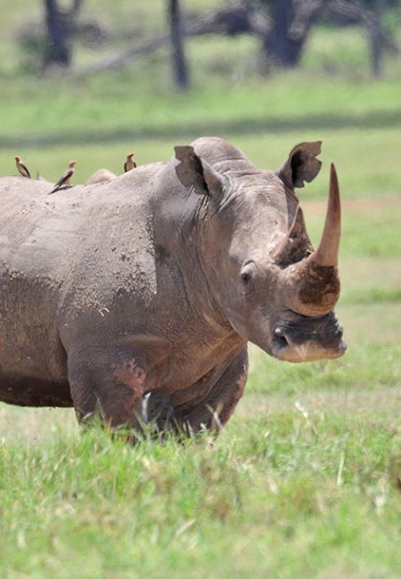 rhino-lake-nakuru-kenya-amin-safaris rhino-lake-nakuru-kenya-amin-safaris