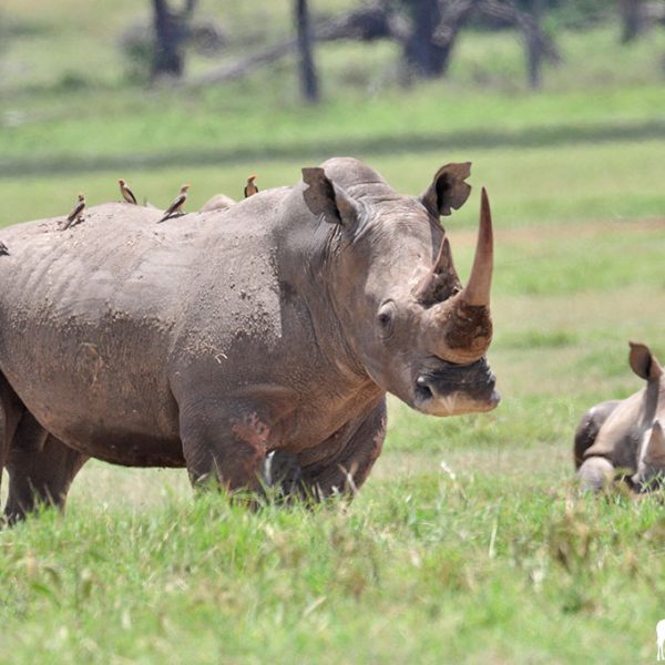 rhino-lake-nakuru-kenya-amin-safaris rhino-lake-nakuru-kenya-amin-safaris