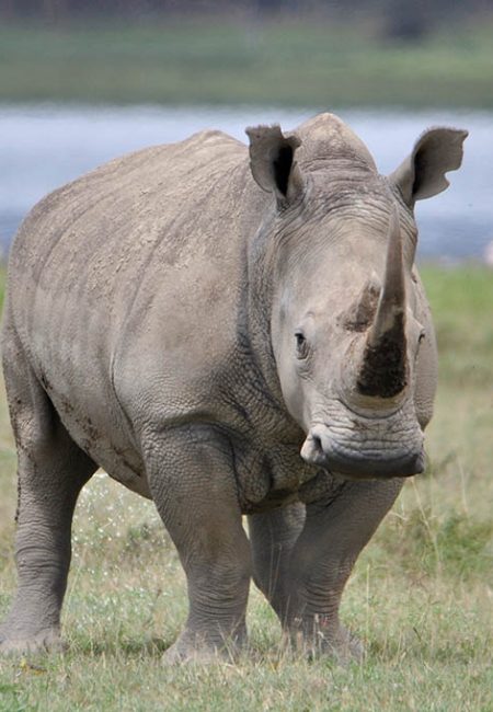 rhino-safari-africa-kenia-holiday-vacation-amin-tours rhino-safari-africa-kenia-holiday-vacation-amin-tours