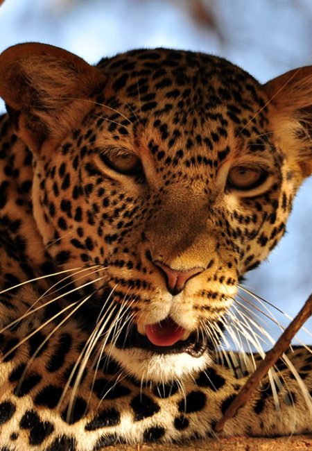 safari-leopard-big-five-amin-tours safari-leopard-big-five-amin-tours