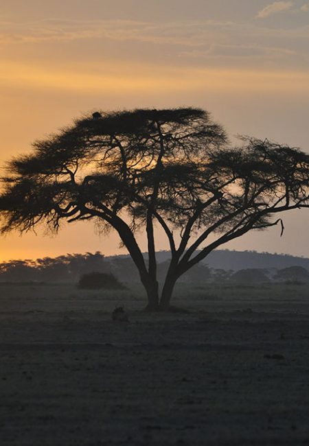sunset-amboseli-national-park sunset-amboseli-national-park