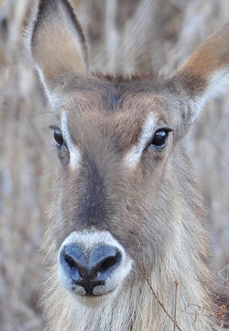 water-buck-wild-kenia-safari-amin-tours water-buck-wild-kenia-safari-amin-tours