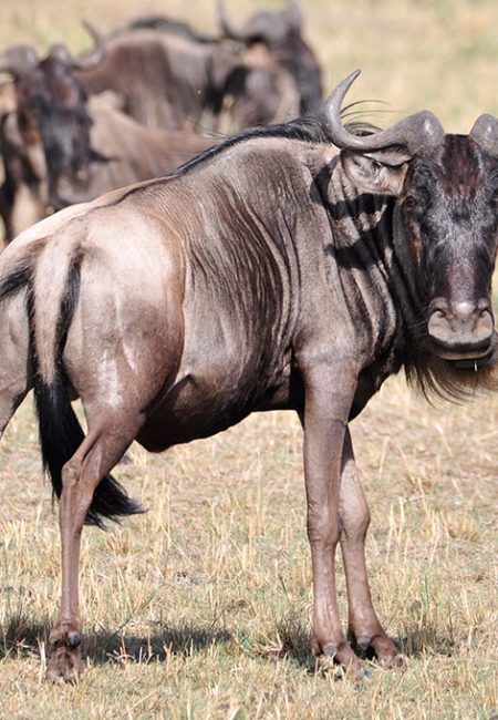 wildebeest-safari-amin-tours-kenya wildebeest-safari-amin-tours-kenya