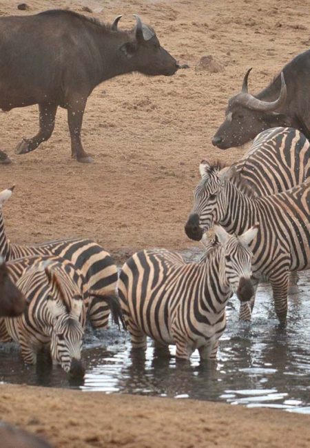 wildlife-tsavo-safaris wildlife-tsavo-safaris