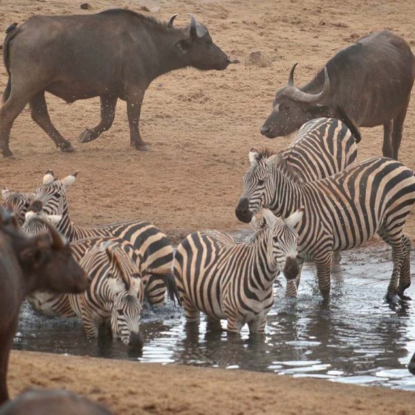 wildlife-tsavo-safaris wildlife-tsavo-safaris