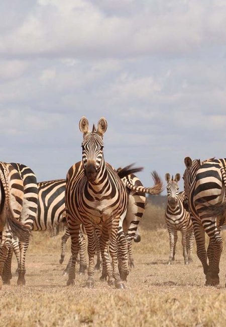 zebra-amin-safaris-kenya-tours zebra-amin-safaris-kenya-tours