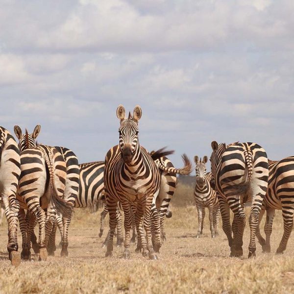 zebra-amin-safaris-kenya-tours