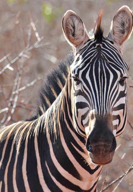 zebra-close-up-kenya-safari zebra-close-up-kenya-safari